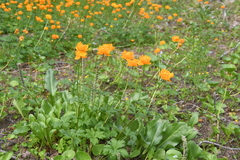 Trollius sibiricus