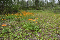 Trollius sibiricus