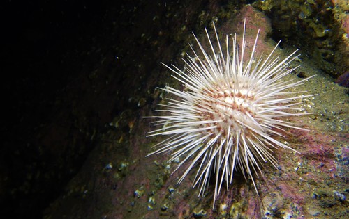 Gracilechinus acutus