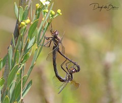 Syncordulia gracilis