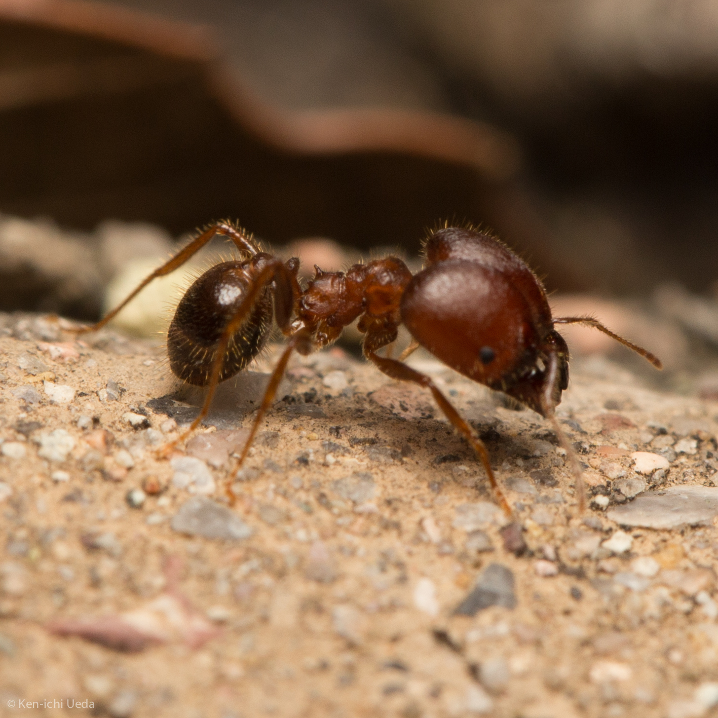 Pheidole obtusospinosa