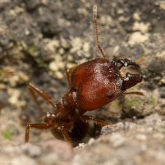 Pheidole obtusospinosa