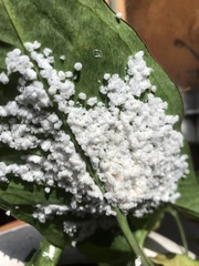 Bemisia argentifolii