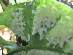 Bemisia argentifolii