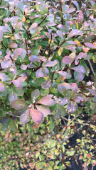 Berberis thunbergii