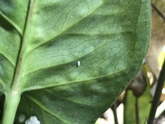 Bemisia argentifolii