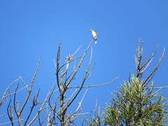 Haemorhous purpureus californicus