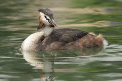 Podiceps cristatus