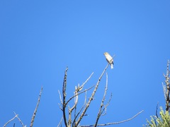 Haemorhous purpureus californicus