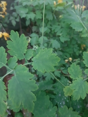 Chelidonium majus
