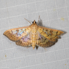 Mimorista subcostalis