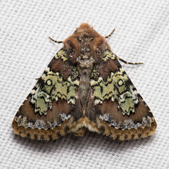 Hemibryomima chryselectra