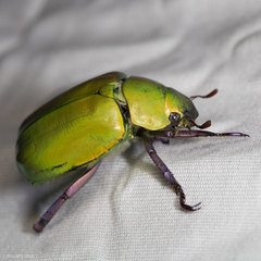 Chrysina beyeri