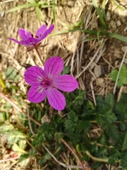 Erodium manescavii
