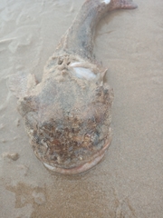 Halobatrachus didactylus