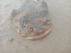 Halobatrachus didactylus