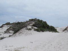 Passerina ericoides