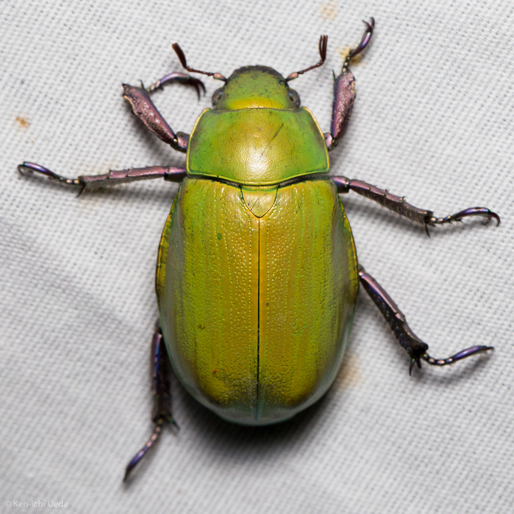 Beyer's Jewel Scarab