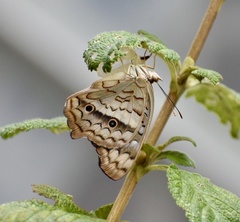 Anartia jatrophae