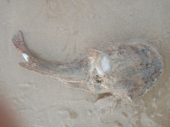 Halobatrachus didactylus