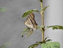 Anartia jatrophae