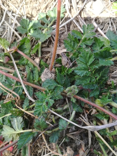 Image of Erodium manescavi by (c) Guillaume Delaitre, some rights reserved (CC BY)