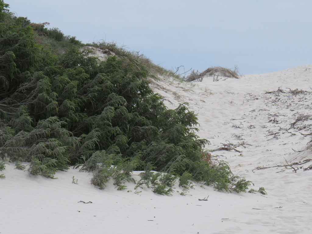 Passerina ericoides, Olifantsbos side of Cape Point National Park, Cape Town, Western Cape, South Africa, by jeremygilmore