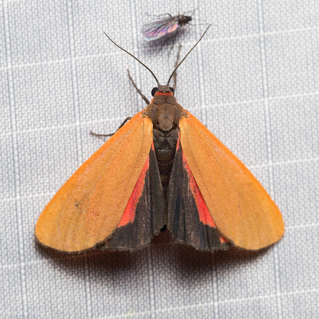 Showy Holomelina