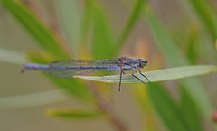 Pseudagrion draconis