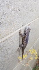 Sceloporus magister