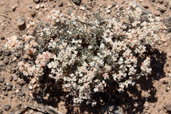 Eriogonum pulchrum