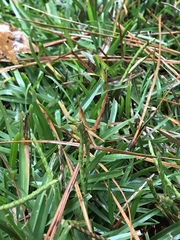 Achurum carinatum