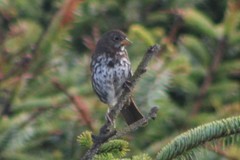 Passerella iliaca insularis