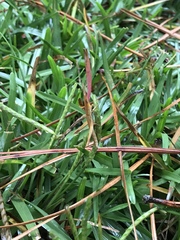 Achurum carinatum
