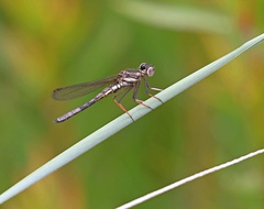 Platycypha fitzsimonsi