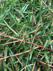 Achurum carinatum