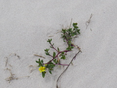 Senecio maritimus