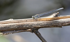 Pseudagrion draconis