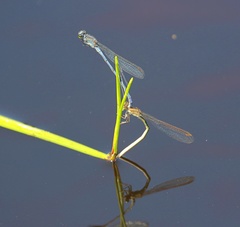 Pseudagrion draconis