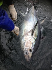 Thunnus thynnus