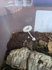 Leucocoprinus ianthinus