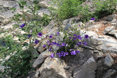 Campanula komarovii