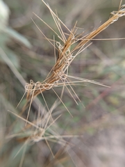Aristida desmantha