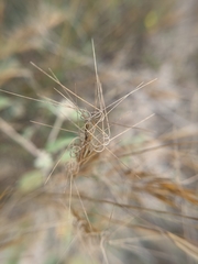Aristida desmantha