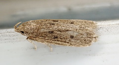Glyphidocera juniperella