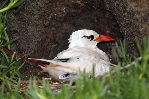 Red-tailed Tropicbird