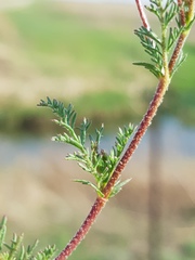 Hermannia erodioides