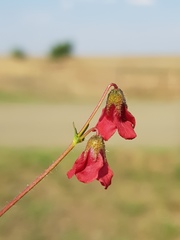 Hermannia erodioides