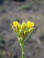 Bulbine capitata