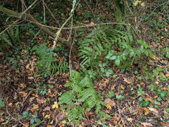 Dryopteris filix-mas